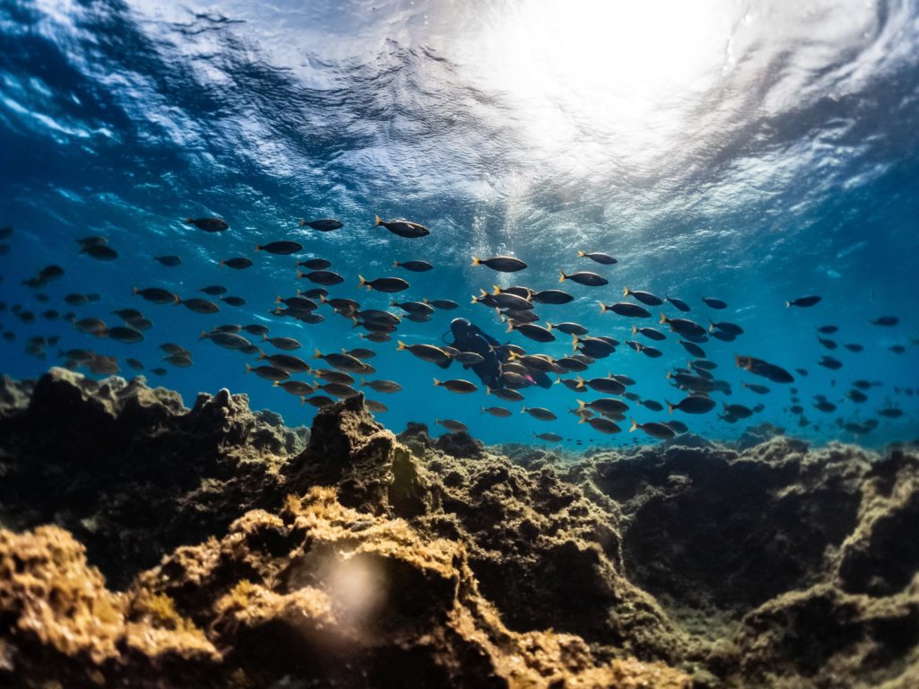 marine life in malta